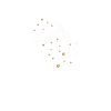 Firefly firefly insect