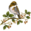 Oiseau