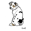 A Beautiful Australian Shepherd Dog.