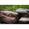 The fence lizard