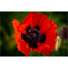 Le coquelicot
