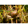 Weinbergschnecke im Garten