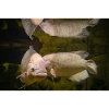 Large Gurami