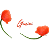 Zwillinge Mohn Klatschmohn Sternzeichen Zwillinge
