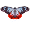 Butterfly with blue and red spots