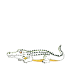 Crocodile Saying Reptile Lizard Zoo