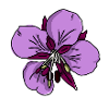 Weidenrose