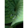 Leafy green tropical dew