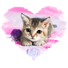 doux chaton dans un cœur