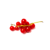red currant