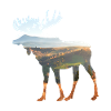 Moose