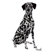 Beautiful Dalmatian dog