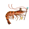 Shrimp 🦐 Shrimps