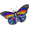 Papillon unique