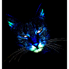 kitty cat