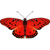 Fiery red butterfly