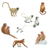 Asian monkeys