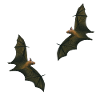 dancing fruit bats