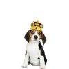 Dog with crown /