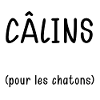 Chatons Humour Pour Femme