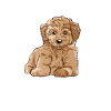 Bolonka Hund Hundefreunde Geschenk