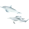 funny dolphin family