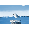 Möwe im Hafen-nordisch