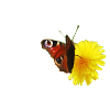 Schmetterling mit Blume