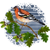 Bunter Vogel