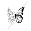 Papillon floral