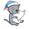 Cat cat breed Korat