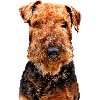 Airedale Terrier