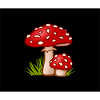 Mushrooms Pilze