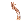 Funny Giraffe Gift