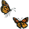dancing butterflies