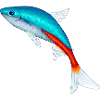 Neon Salmler