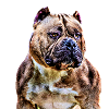 American bully