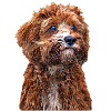Cavapoo 2