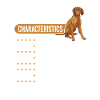 Vizsla Features Hungarian Vizsla
