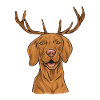Vizsla Navidad Jul Ungarsk Vizsla