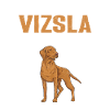 Vizsla Anatomy of a Vizsla, Hungarian Vizsla