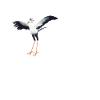 Secretary Bird Lovers