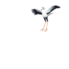 Dear Secretary Bird