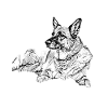 Chien