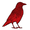 red crow standing