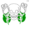 Skull between white roses