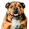 Bouledogue américain