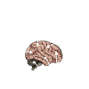 Geologe Anatomie