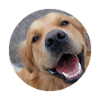 Cute dog