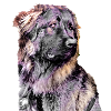 Caucasian Shepherd